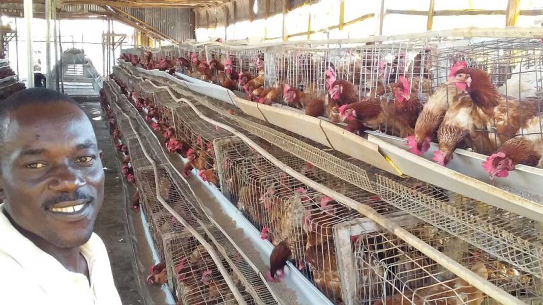 Ogun pledges support for poultry farmersFeatures — The Guardian Nigeria News – Nigeria and World News