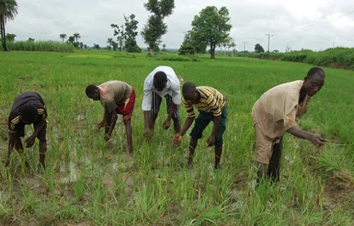 Rice Farmers