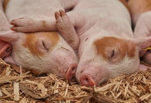 Signis’ effectiveness in pig diets recognised in new peer-reviewed research piglet 3386356 640