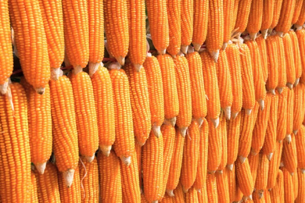There’ll be scarcity of maize in 2021, Oke-Ogun farmers cry out