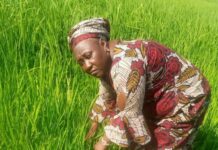 Women in Agriculture: We no longer go to farm as usual because of kidnappers — Farmer Women in Agriculture: We no longer go to farm as usual because of kidnappers — Farmer