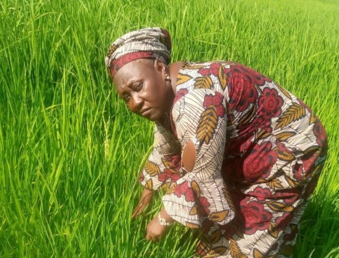 Women in Agriculture: We no longer go to farm as usual because of kidnappers — Farmer
