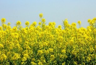 Women in food and agriculture round up digital festival with rapeseed 4179168 640