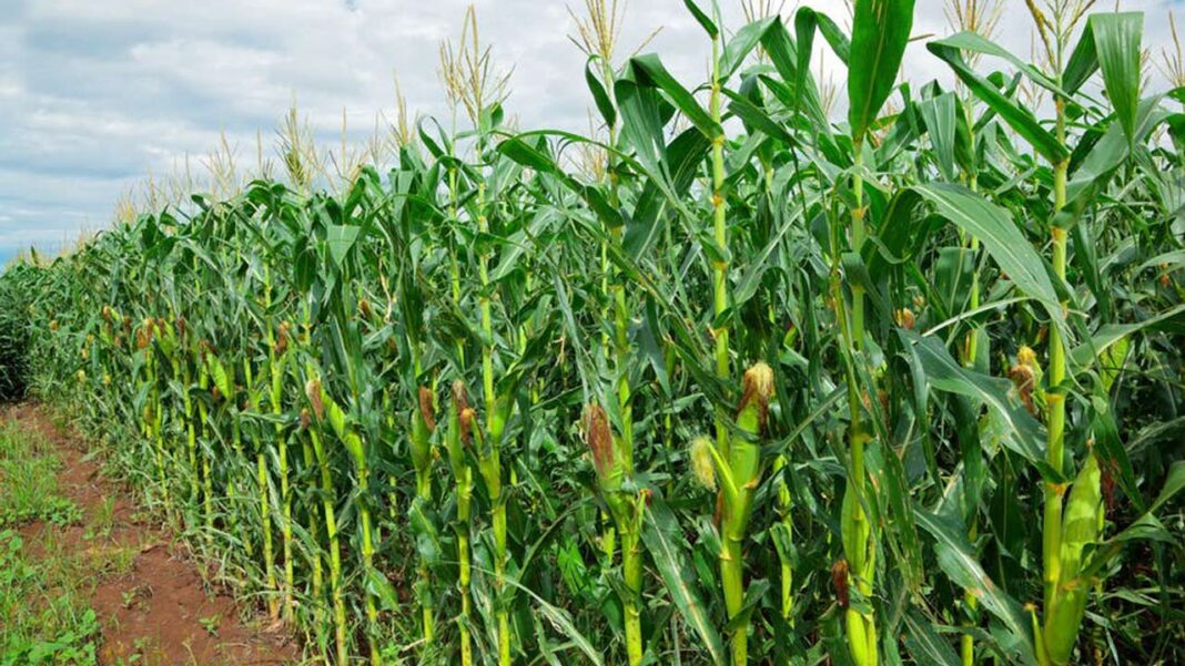 APPEALS boosts maize yield  in Kaduna