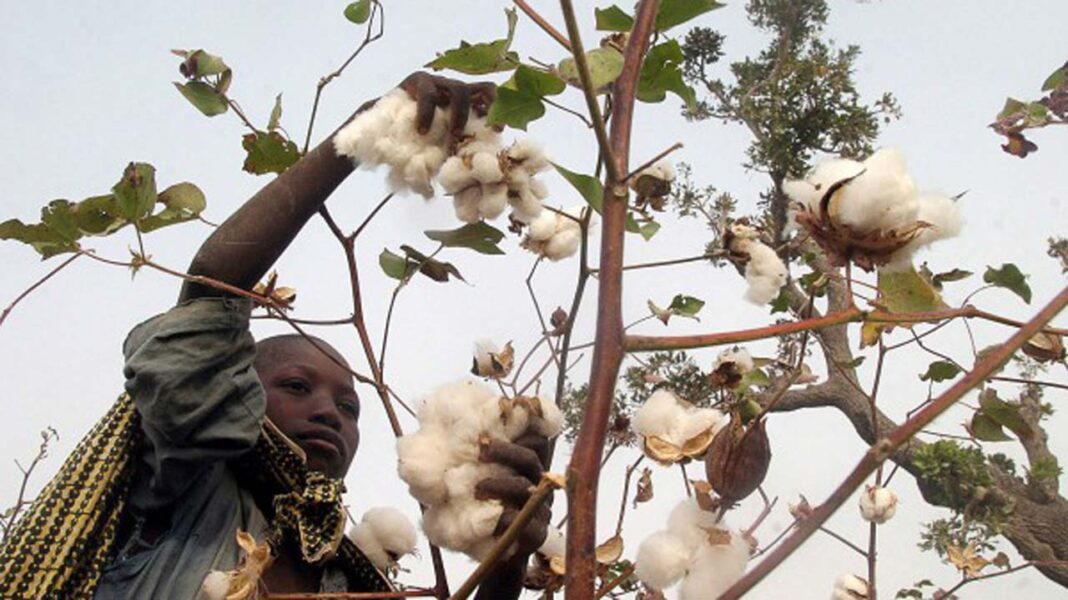 Concern over Ogun cotton ABP stalemate
