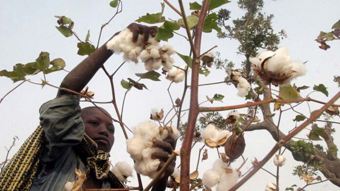 Concern over Ogun cotton ABP stalemate Concern over Ogun cotton ABP stalemate