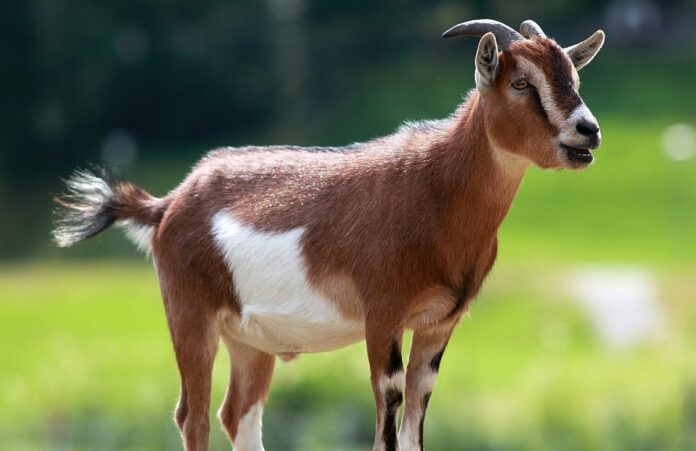 Deadly sheep, goat disease threatening 80% of world’s livestock — FAO
