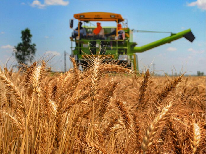 EXCLUSIVE: Nigeria’s decade-long wheat production so woeful 98% is imported EXCLUSIVE: Nigeria’s decade-long wheat production so woeful 98% is imported