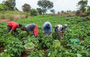 How COVID-19, climate change marred agric sector in 2020