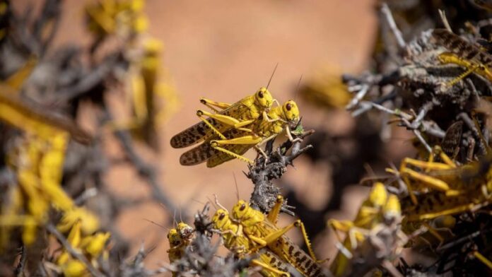 Favourable weather prolongs locust menace in Horn of Africa- FAO