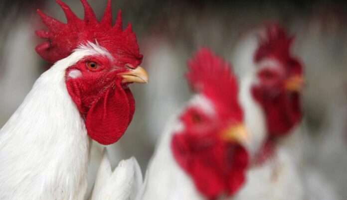 High cost of feeds threaten Southwest poultry farms