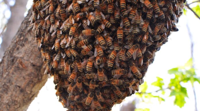 How Nigeria spends big on honey imports yet has few How Nigeria spends big on honey imports yet has few hands in lucrative sector
