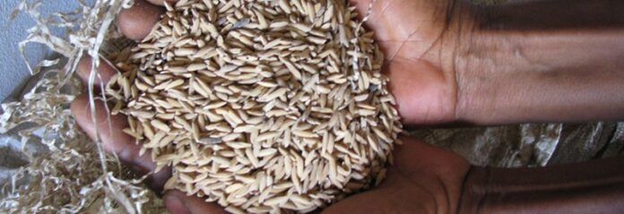 How Nigerian govt distributed rice seeds to companies in 2020