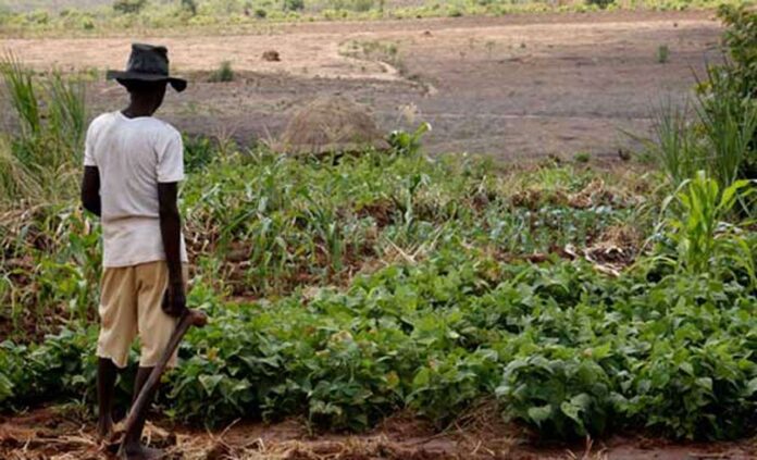 Importation inevitable to crash food prices as AFAN boss suspends Mudi