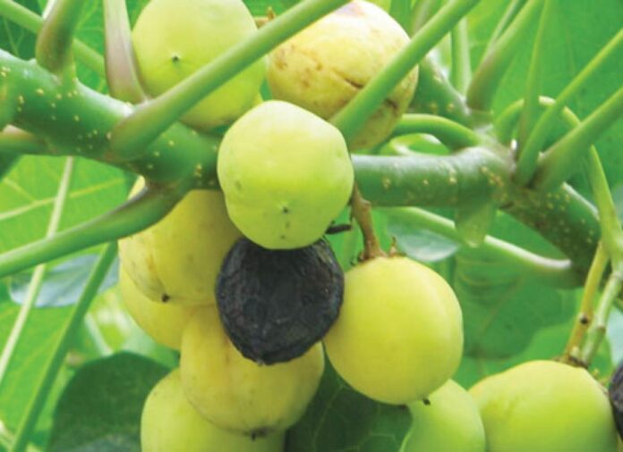 Institute to plant 84 hectares of jathropha