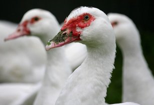 Marel acquires duck processing solutions provider ducks 2655535 640