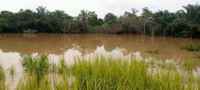 Nearly 80% of Nigerian farmers affected by floods, drought in 2020 — Report