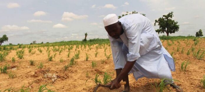 Nigeria’s agric agency to employ 30,000 graduates Nigeria’s agric agency to employ 30,000 graduates