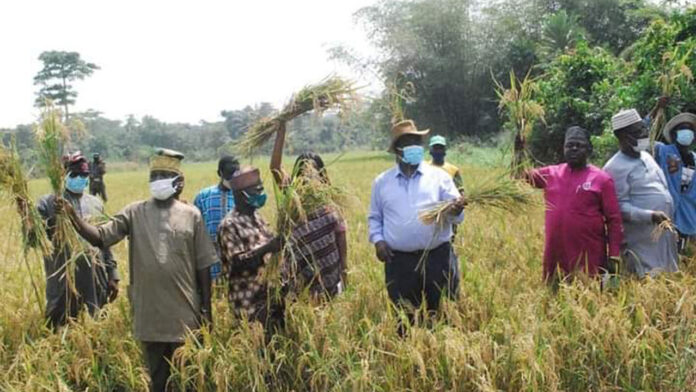 OGSG, NCAM commence SAWAH  Eco-Technology dry season rice harvest