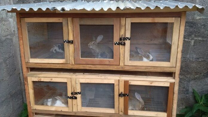 Oyo rabbit farmers count losses over disease outbreak Oyo rabbit farmers count losses over disease outbreak