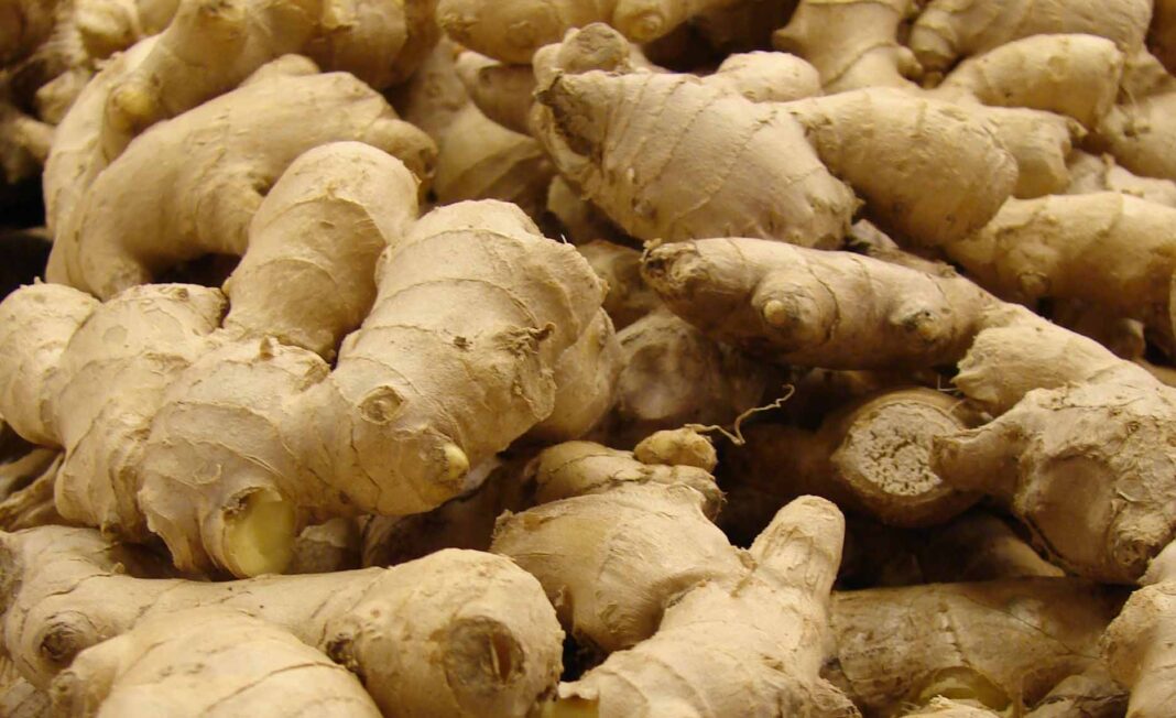 Research institute, firms partner on ginger value chain, exports