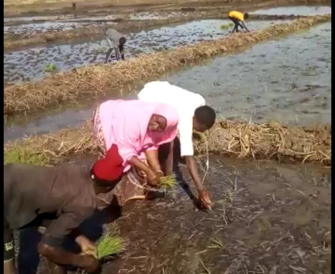 Women in Agriculture: Having access to fertiliser still a challenge — Farmer