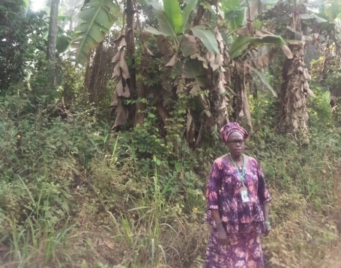 Women in Agriculture: How I produce 15 drums of palm oil daily — Farmer