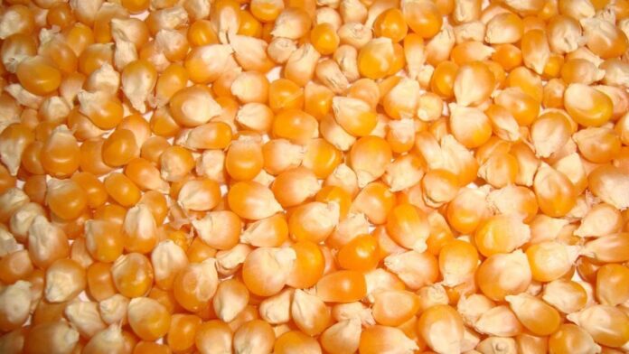 ‘300,000 tonnes of maize ready for distribution Feb’