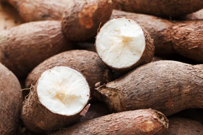 1,100 beneficiaries begin cassava scheme pre-season training