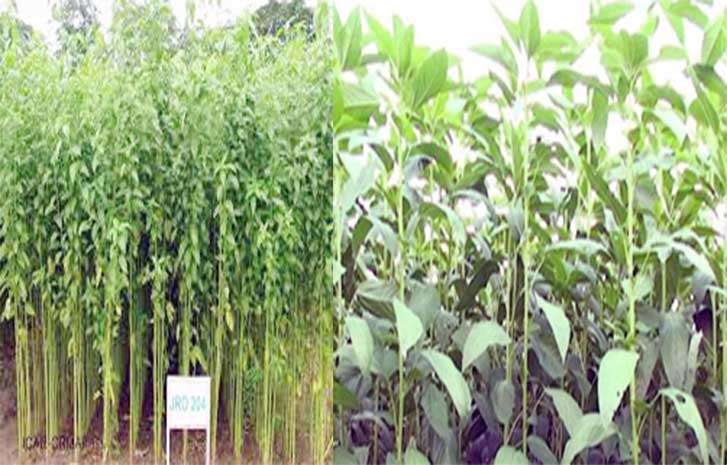 Cultivating ‘Ewedu’ During Dry Season Highly Profitable — Expert