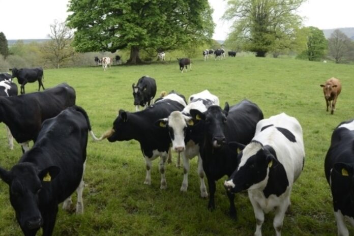 Dairy farming and its value chain opportunities in Ogun
