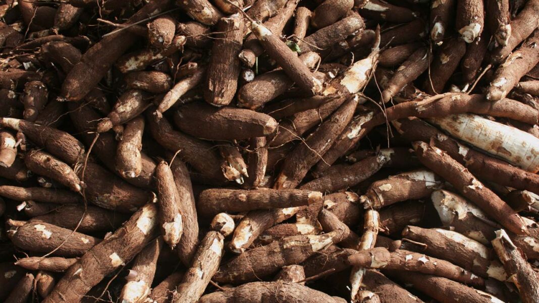 Edo boosts cassava production with 1,500Ha — Okojie