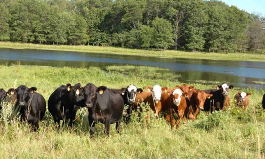 Experts urge transformation of grazing reserves to ranches