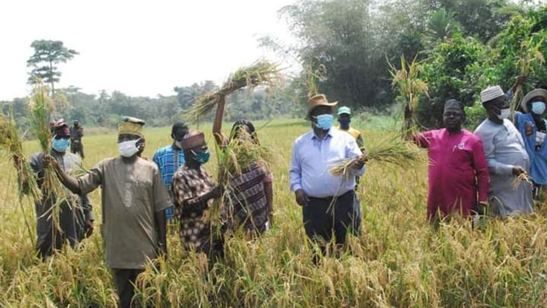 How our agro-shop model will boost nutrition, agribusiness, by Odedina  