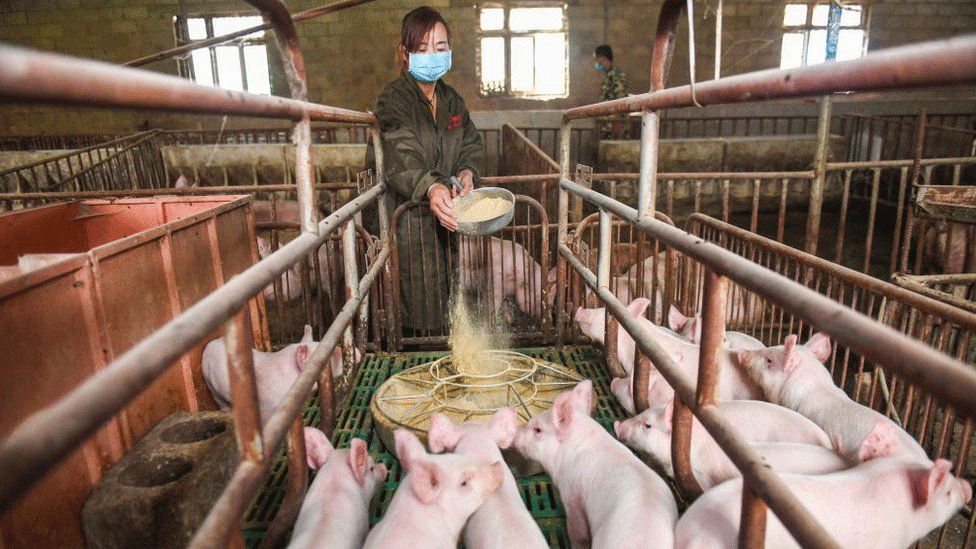 Huawei takes ICT to pig farming, as smartphones sales drop