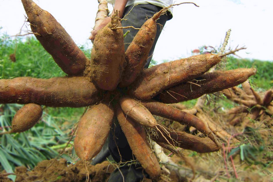 IITA, partners make case for cassava seed system as demand exceeds N10bn