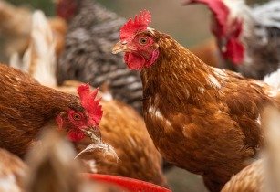 chickens droves 4460373 640