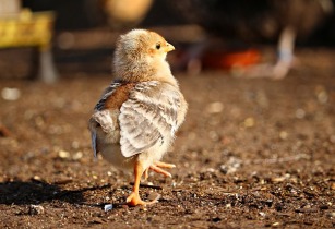 chicks 4120193 640