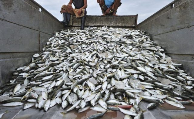National Fish Association Seeks FG’s Intervention To Boost Production
