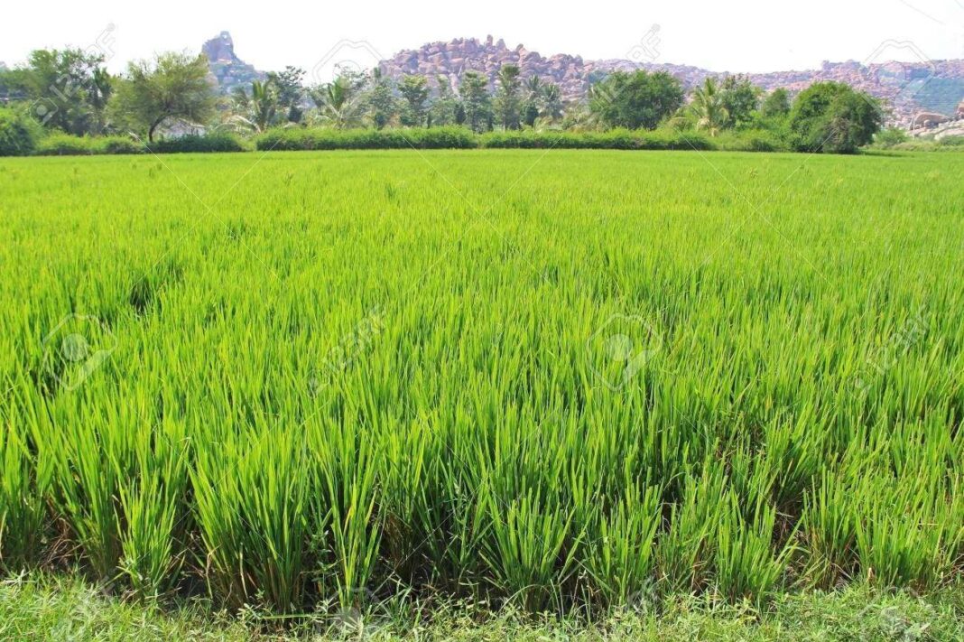 Nigeria has $900bn dead capital in real estate, agric-PWC