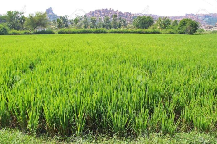 Nigeria has $900bn dead capital in real estate, agric-PWC