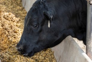 Single cow Enogen