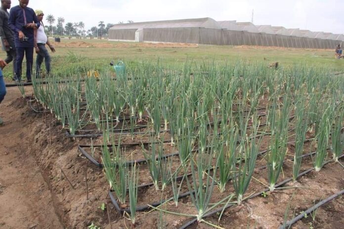 Scarcity: A’Ibom Govt Takes On Onion Cultivation, Trains 100 Farmers