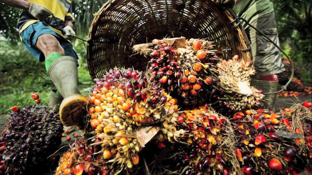 Solidaridad West Africa To Support Nigeria, Ghana In Oil Palm Production– Stakeholders