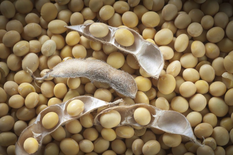 Soybean scarcity hits Nigeria poultry industry, forces prices up