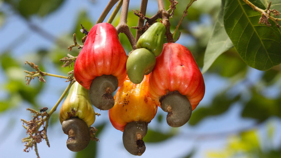 USDA seals pact with Nigeria to boost cashew production