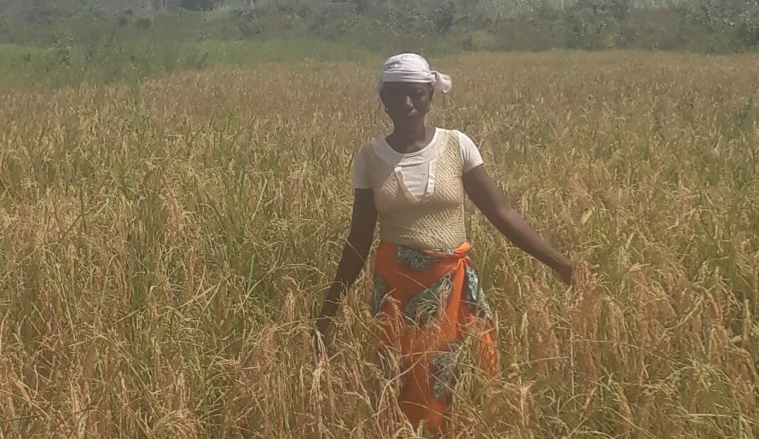 Women in Agriculture: I receive no govt support despite being in Abuja — Rice farmer