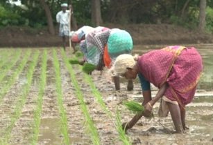 SRI System of Rice Intensification workers planting rice Tamal Nadu India