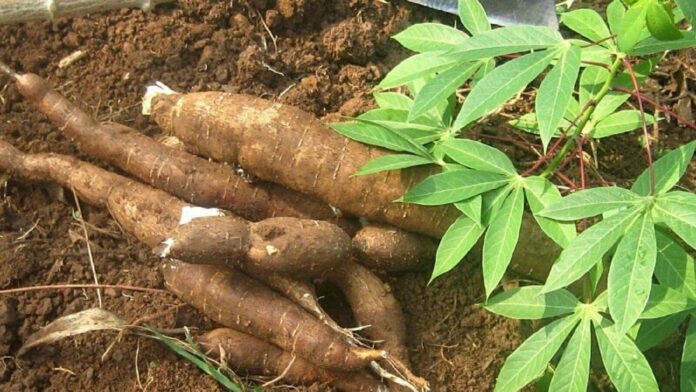 Agribusiness: GIZ, GIAE, IITA synergize to up-scale maize, cassava production