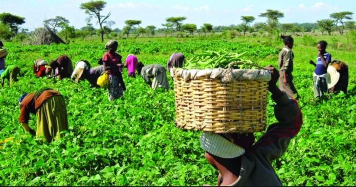 CBN Explains N3bn Agric Loan For Bayelsa Farmers